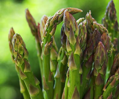 The tops of Jersey Giant Asparagus with a green field faded in the background