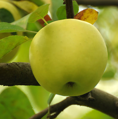 a single 'Golden Delicious' apple hanging from a tree branch