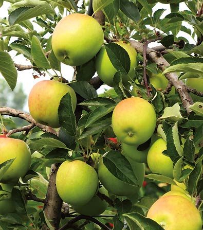 'Golden Dorsett' apples hanging from a tree branch