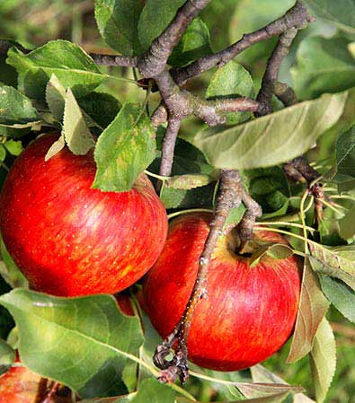 two red 'Honeycrisp' apple hanging from a tree branch