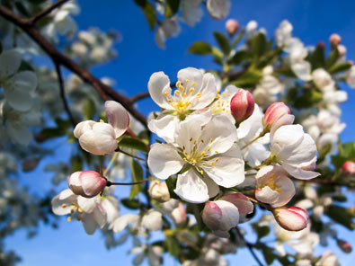 a cluster of blossoms on an Apple 'Red Delicious' tree branch