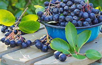 clusters of Aronia berries in a blue bowl and scattered on a wooden table