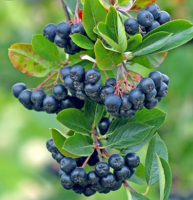 clusters of Aronia Berries hanging from a branch