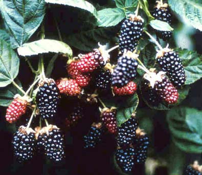 clusters of Blackberry 'Chester' on a branch
