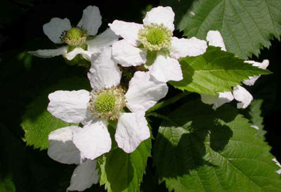 close up blooms of Blackberry 'Triple Crown' branch