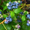 clusters of Blueberry 'Northland' berries on a branch