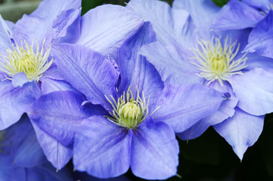 a few close up 'H.F. Young' clematis blossoms