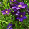 a group of purple Clematis 'Jackmanii' blossoms on a vine
