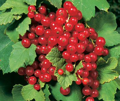 Clusters of Currant Red Lake berries with foliage in the background