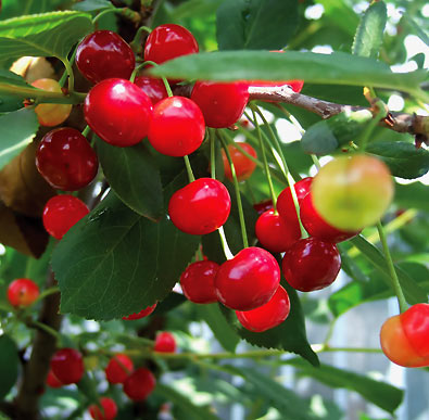 clusters of bright red cherries hanging from a branch on a Cherry 'Montmorency' tree