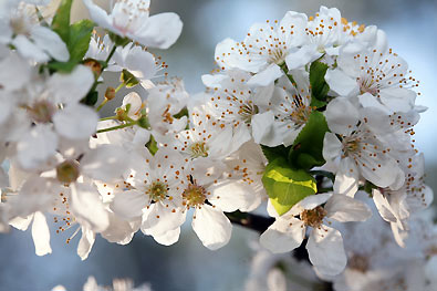 clusters of white blossoms on a Cherry 'Montmorency' tree