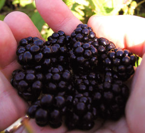 a hand holding a few Dewberry Austin berries