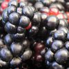 close up image of a few Dewberry Austin berries