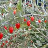 an arching branch of 'Dynamite' goji berry fruit