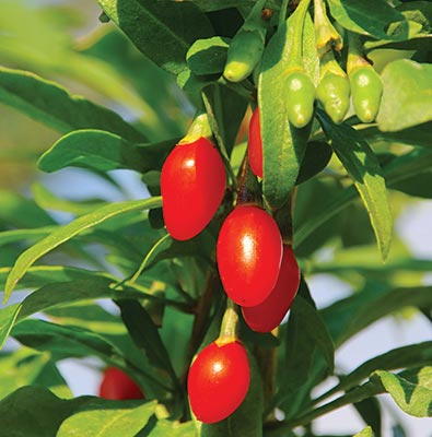 a cluster of 'Firecracker' goji berries hanging from a goji berry bush