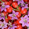 'Firecracker' goji berries with small lavender blossoms scattered on top