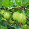 Gooseberry Pixwell berries dangling from a branch