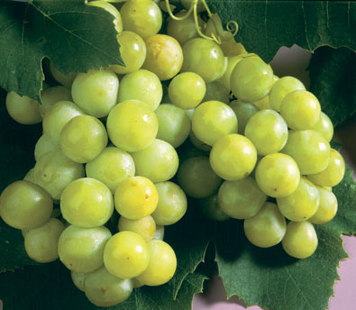 a single cluster of Grape 'Niagara' with a few grape leaves in the background