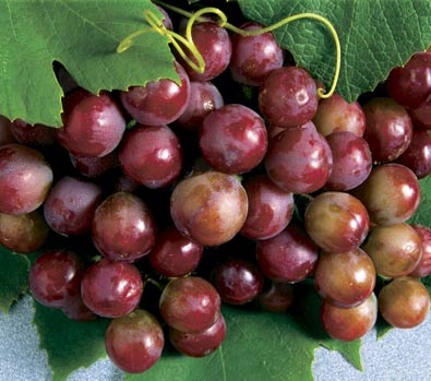 a cluster of red Grape 'Catawba' grapes