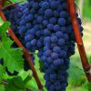clusters of Grape 'Mars' blue grapes on a vine