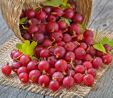 a basket of Gooseberry Hinnomaki fruit spilling onto a wooden surface
