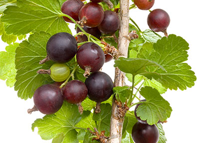 clusters of Jostaberries on a branch with a white background