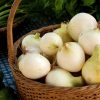 a basket of white 'Ebenezer' onions