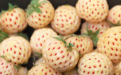 'White Carolina' pineberries