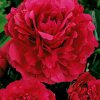 three red 'Karl Rosenfield' peony blossoms