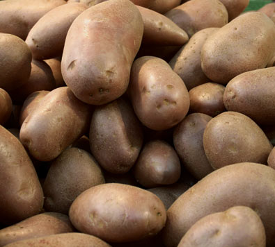a pile of 'Russet Norkotah' potatoes