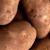 a few 'Russet Norkotah' potatoes