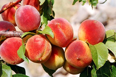 a cluster of 'Florida King' peaches on a branch