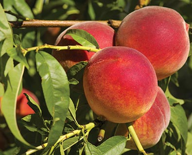 a cluster of 'Florida King' peaches with foliage around them dangling from a branch