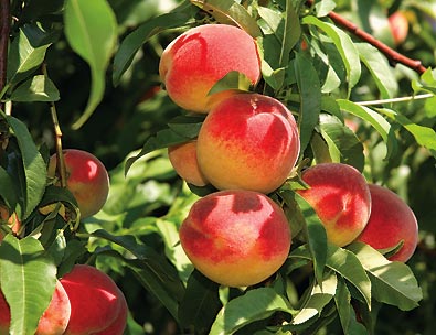 a cluster of 'Red Haven' peaches hanging from a branch of the peach tree