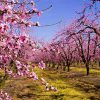 An orchard of Peach 'Red Haven' trees in bloom