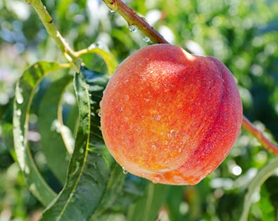 A single Sam Houston peach with water droplets on it hanging from a branch