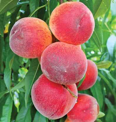 a cluster of Sam Houston Peaches with foliage in the background