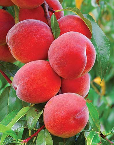 a cluster of 'Belle of Georgia' peaches on a branch