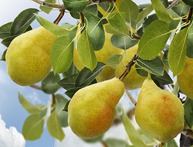 pears dangling from a 'Barlett' pear tree