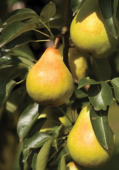 a few 'Kieffer' pears dangling from a tree branch