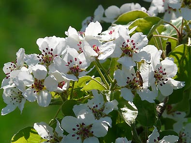 close up image of a cluster of 'Kieffer' pear tree blossoms