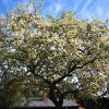 'Kieffer' pear tree in bloom with a blue sky in the background