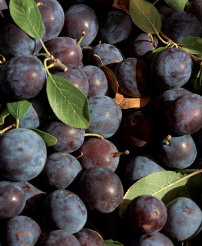 'Blue Damson' plums