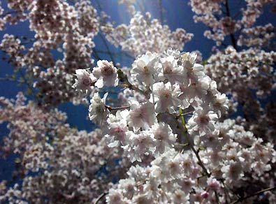 blossoms on a 'Blue Damson' plum tree