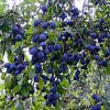 clusters of plums dangling from branches of a 'Blue Damson' plum tree