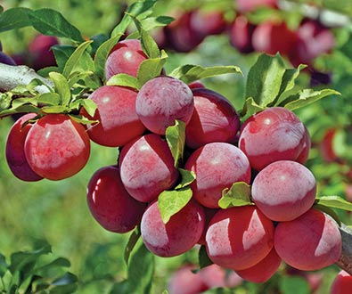 clusters of plums on a 'Methley' plum tree