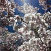 blossoms on a 'Methley' plum tree