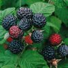 clusters of Raspberry 'Jewel' berries on a bush