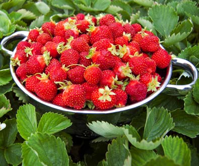a metal strainer filled with harvested 'Quinault' strawberries with green tops