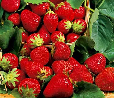 a basket spilling over with bright red 'Honeoye' strawberries